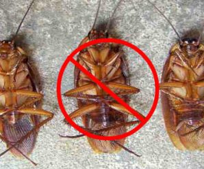 Ahuyenta las Cucarachas de tu Casa Sin Insecticida; Funciona