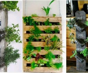 Crea tu Huerto Casero y Aliméntate con lo Más Fresco de tu Hogar